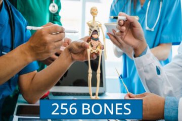 2.56 billion or 256 bones of human body?